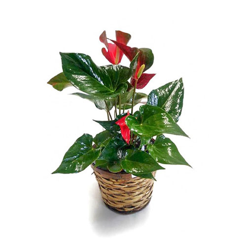 Plant d'anthurium