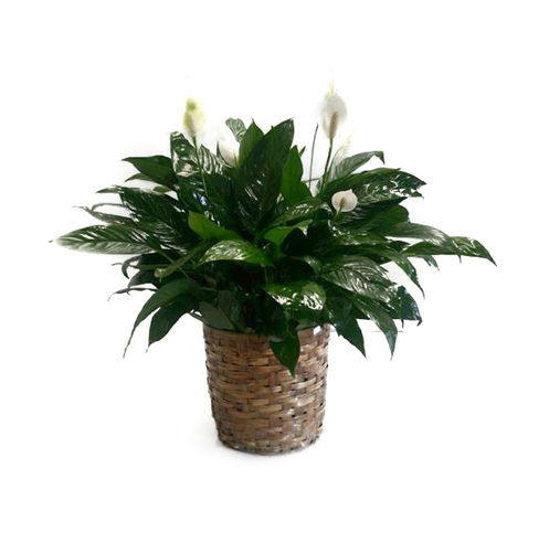 Spathiphyllum